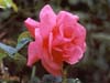 Large Hybrid Tea Bush Rose